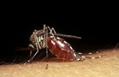 Почему комары любят женщин?
